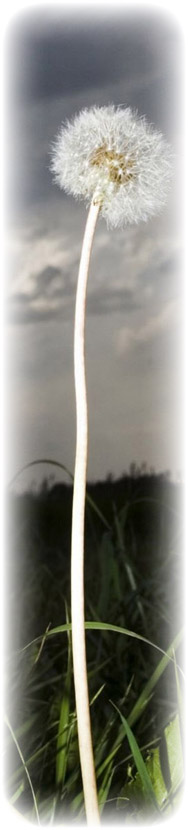 Tall dandelion image